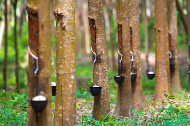Molasses Handling