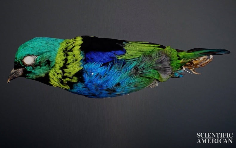 See the Beautiful Color of Rare Birds from Every Angle and in Three Dimensions  