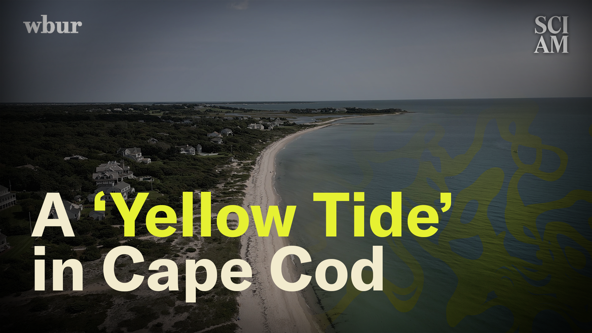 Cape Cod Faces a Rising 'Yellow Tide'