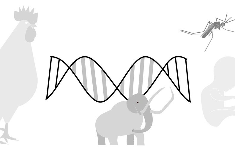 What Is CRISPR, and Why Is It So Important?