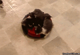Kitten delivery